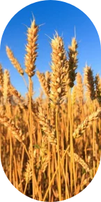 Wheat