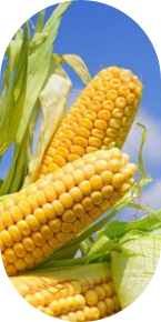 Maize