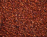 Sorghum