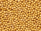 Soybeans