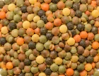 Lentils