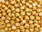 Buckwheat